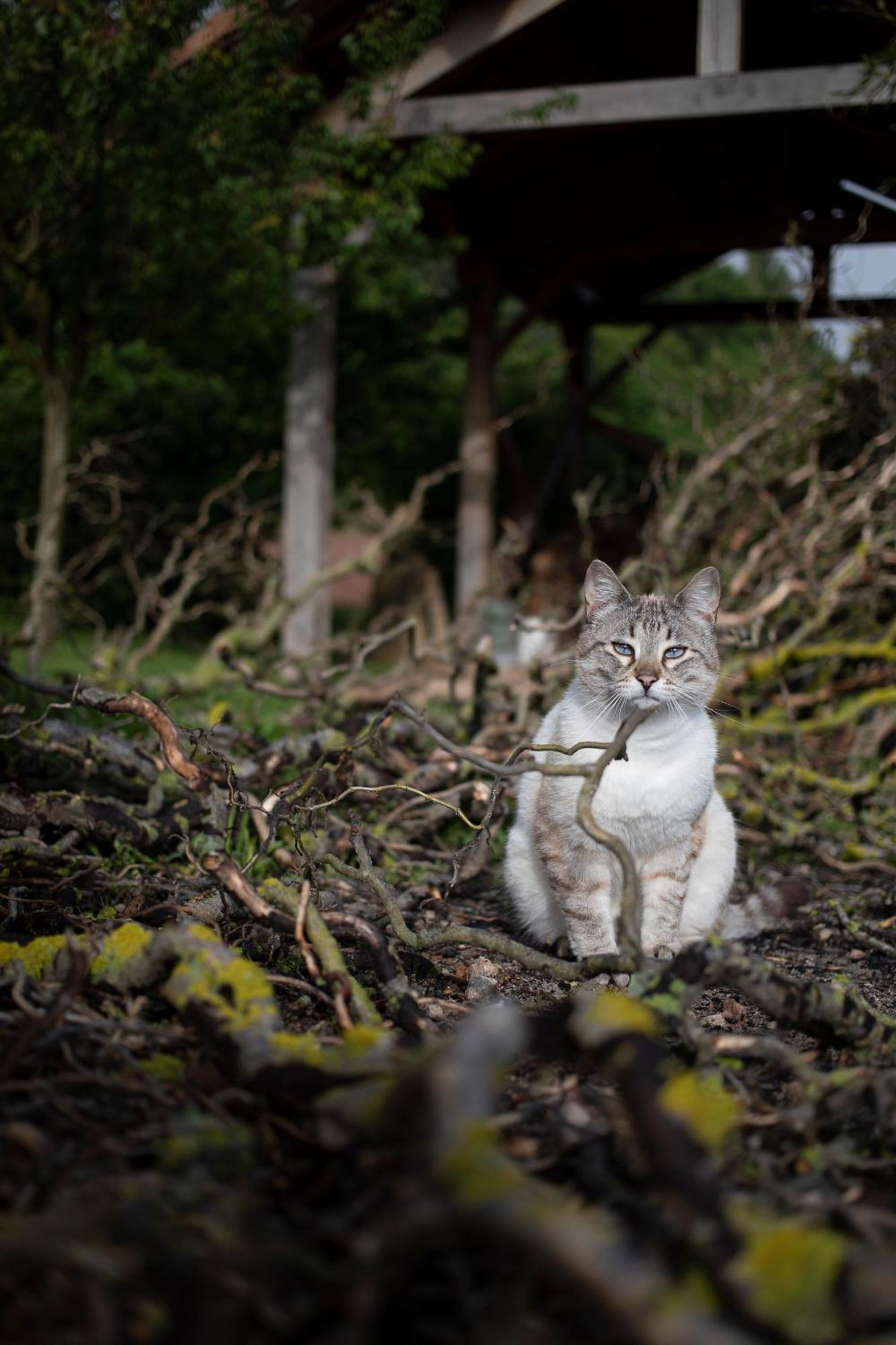 Le Chat Blanc Gite Versols-et-Lapeyre Экстерьер фото